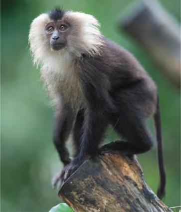(b) Old World monkeys lack a prehensile tail, and their nostrils open downward. This group includes macaques (shown here), mandrils, baboons, and rhesus monkeys.