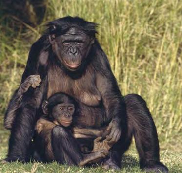 With the exception of gibbons, living apes are larger than either New or Old World monkeys. All living apes have relatively long arms, short legs, and no tail.