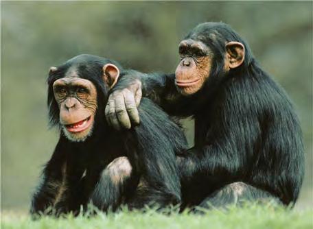 Social organization varies among the apes; gorillas and chimpanzees are highly social.