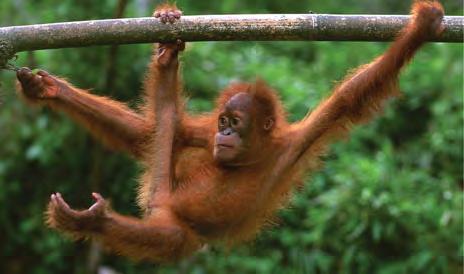 Their very long arms and fingers are adaptations for brachiating (swinging by the arms from branch to branch).