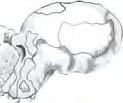0 Orrorin tugenensis 6.5 7.0 Sahelanthropus tchadensis Figure 34.46 A timeline for some selected hominin species. Most of these fossils come from sites in eastern and southern Africa.