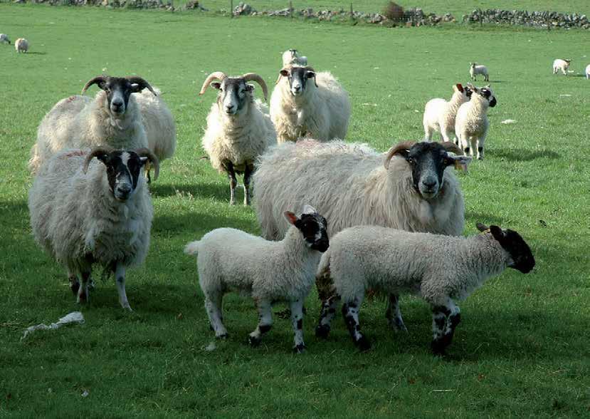 Pre Sale Disease Screening of Sheep More and more cattle breeders now routinely test stock for specific infectious diseases pre sale.