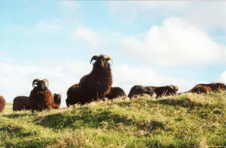 Schmallenberg Virus Update This new disease of cattle, sheep and goats was first identified in Holland and Germany in autumn 2011.