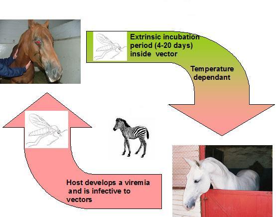 Vectors and vectorship African horse sickness virus transmission cycle The successful transmission of an arbovirus, from an infected to a susceptible host, is dependant upon the complex relationship