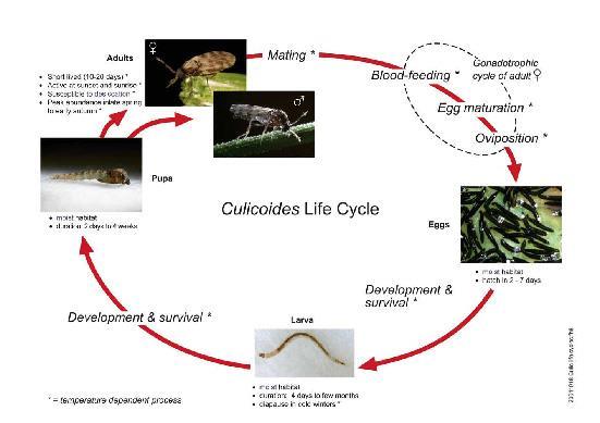 The life cycle of Culicoides vector: This diagram shows the biological processes (in italics) involved in passing between the egg, larval, pupal, and adult stages of the Culicoides life cycle, and