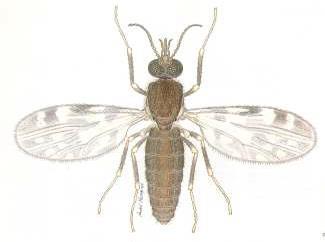 INTRODUCTION Biting midges in the genus Culicoides (Diptera: Ceratopogonidae) are like mosquitoes in that the females of nearly all species need a blood meal in order to develop eggs.