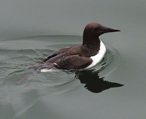Gwah Common Murre Photo : Greg Schechter dark head and back with white underparts; long, slender,