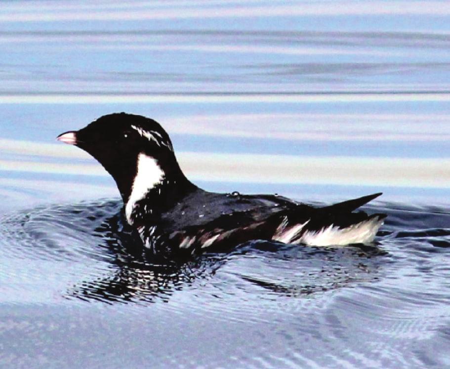 Sk in Xaana Ancient Murrelet Photo : Tom Benson grey back with black throat during breeding season between January and September; white patch on side of neck; thin white stripe above