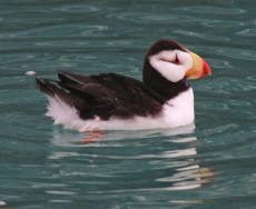 Was Horned Puffin Photo : Dick Daniels white face, black marks at eye, yellow and orange bill rarely seen; sometimes with Tufted