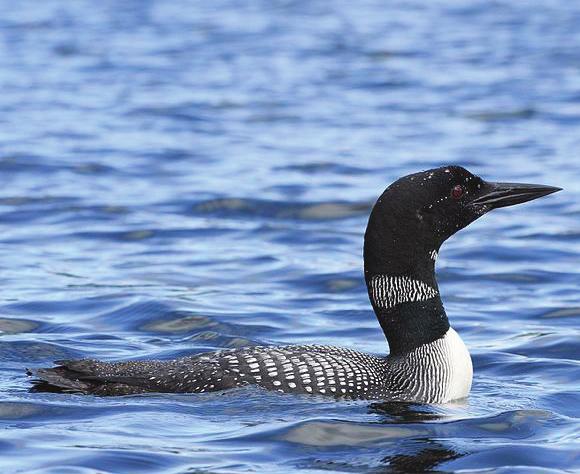 Taadll Common Loon Photo : Bert de Tilly black head and bill, black and white checkered back,
