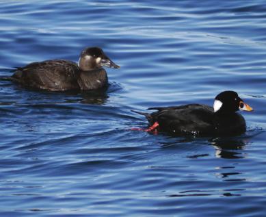 SGil Surf Scoter Photo : Krista Kaptein male has white patches on back and front of head; large red, yellow and white