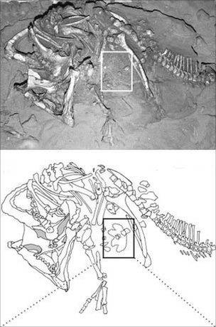 Hope 10 Figure 2: Fossil image showing the discovery of the paired footprint and matched skeleton found in 1965 in Mongolia.