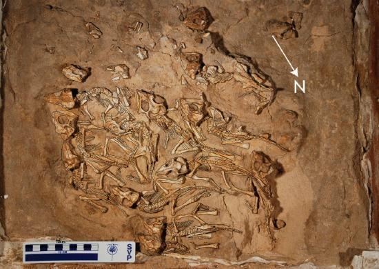 Hope 12 Figure 4: This is an image of the 70 million year-old Protoceratops nest that was discovered in 2011 in Mongolia.