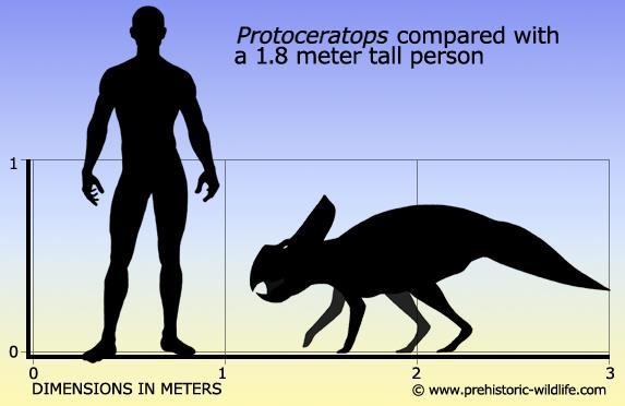 Hope 9 Figure 1: Protoceratops was a small, sheep-sized dinosaur that measured approximately less than a meter tall, and less than three meters