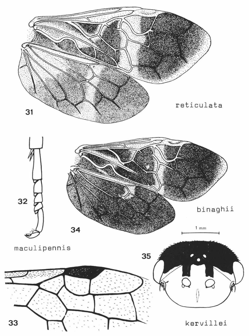 58 ZOOLOGISCHE VERHANDELINGEN 234 (1986) Fig. 31. Caenolyda reticulata (Linnaeus), S, Germany, wings. Fig. 32. Kelidoptera maculipennis (Stein), 9, Turkey, hind tarsus. Figs. 33, 35.