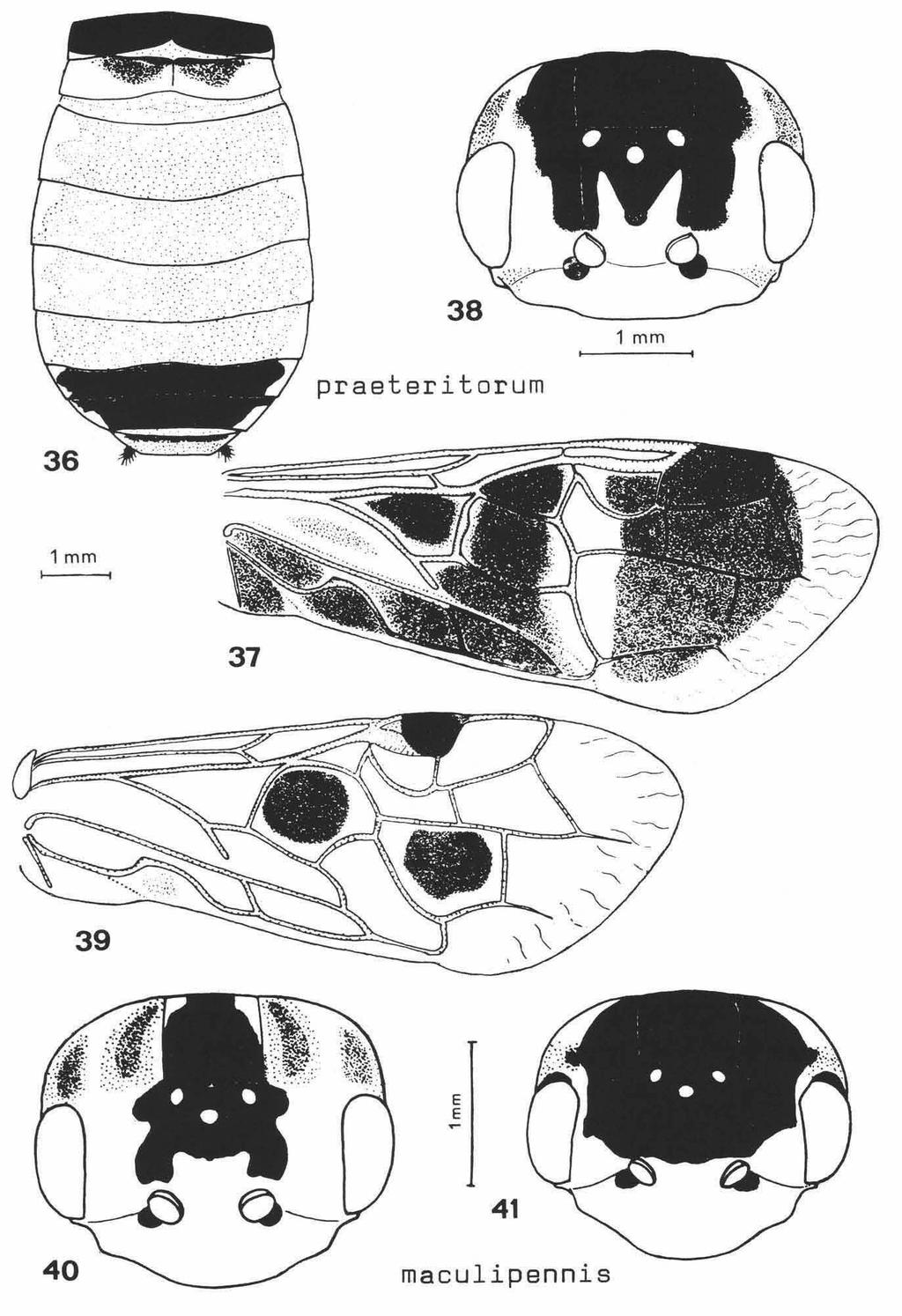 VAN ACHTERBERG & VAN AARTSEN: EUROPEAN PAMPHILIIDAE 59 Figs. 36-38. Pseudocephaleia brachycercus Zirngiebl (= P. praeteritorum (Semenov Tian- Shanskij)),? (= holotype), Albania, Figs. 39, 40.