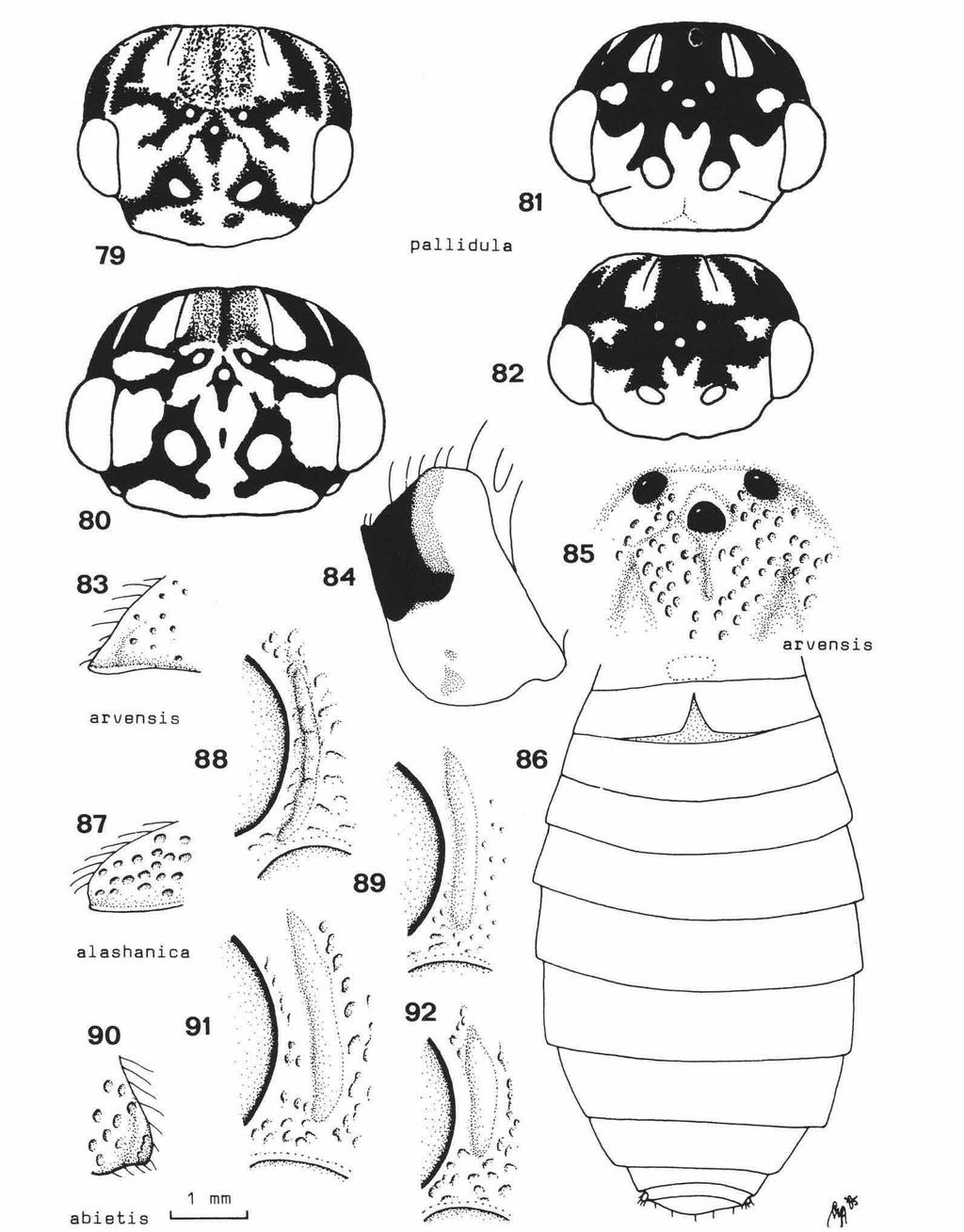 VAN ACHTERBERG & VAN AARTSEN: EUROPEAN PAMPHILIIDAE 65 Fig. 79. Cephalcia pallidula (Gussakovskij), $, Finland; Fig. 80. id., $ (= holotype of C. flavistigma Lindqvist), Finland; Figs. 81, 82, id.
