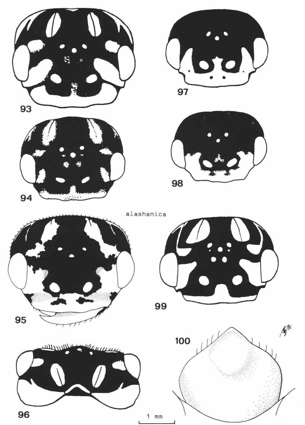 66 ZOOLOGISCHE VERHANDELINGEN 234 (1986) Figs. 93, 96. Cephalcia alashanica (Gussakovskij),?, paralectotype, S. Mongolia; Fig. 94. id., $, Finland; Fig. 95. id., $, The Netherlands, Montferland; Fig.