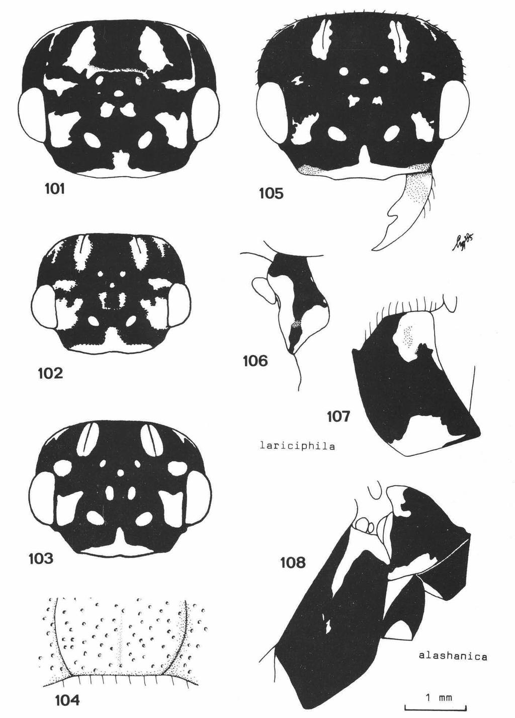 VAN ACHTERBERG & VAN AARTSEN: EUROPEAN PAMPHILIIDAE 67 Figs. 101, 106. Cephalcia lariciphila (Wachtl), 5 (= holotype of C. intermedia (Hellen)), Finland. Fig. 102. id., $, Finland. Fig. 103. id., 2, Switzerland.