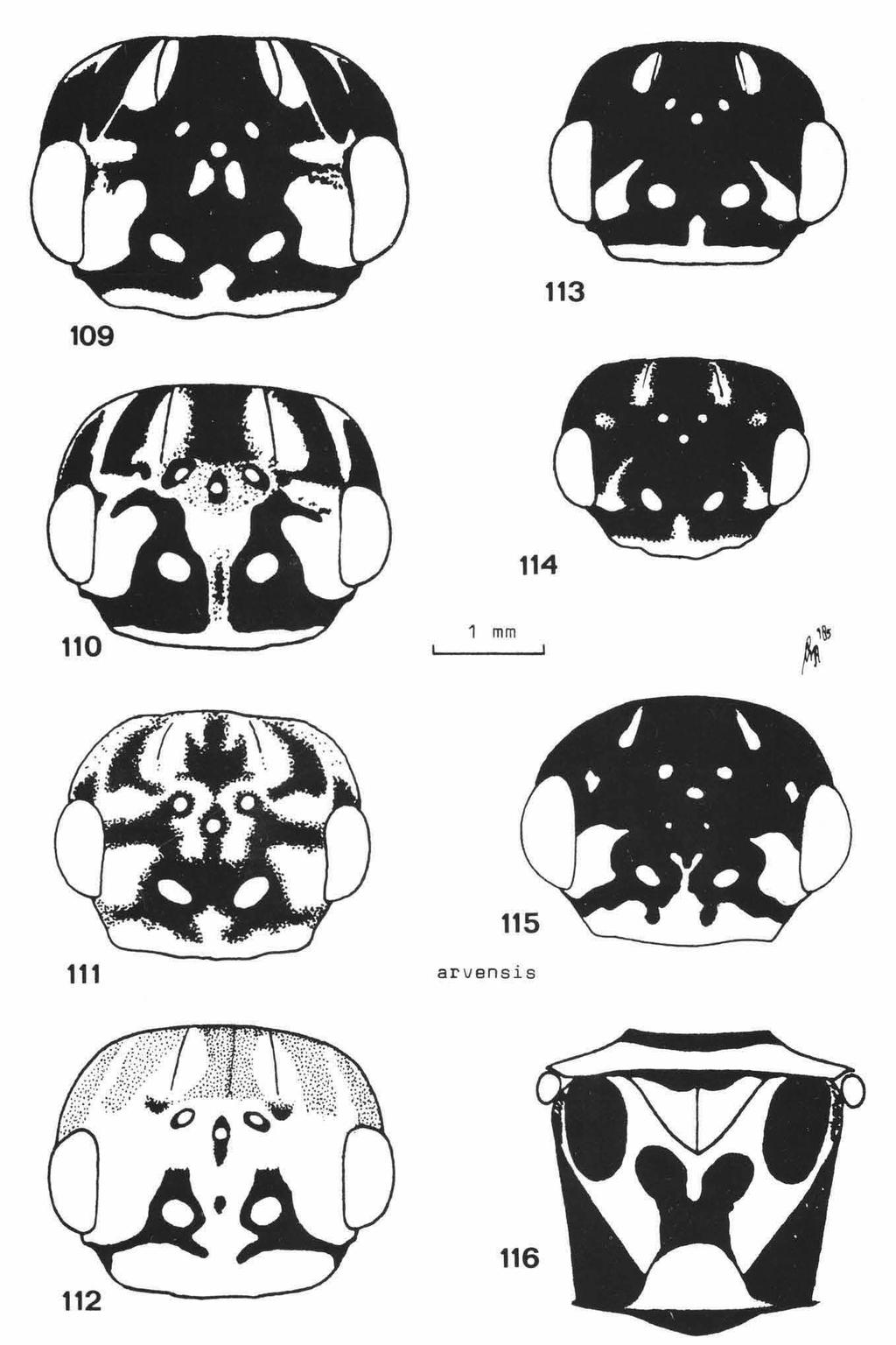 68 ZOOLOGISCHE VERHANDELINGEN 234 (1986) Fig. 109. Cephalcia arvensis Panzer, 9, Finland. Figs. 110, U6. id., 9, CSSR, N. Bohemia. Fig. HI. id., 9, Finland. Fig. 112. id. (f.