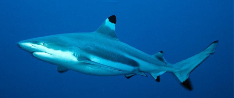Buoyancy - Sharks Shark density is reduced by 1. Cartilaginous skeleton 2.