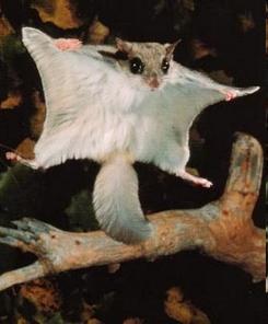 Scaly-tailed flying squirrels African rodents (not