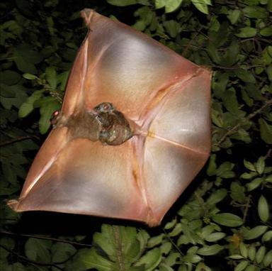 Gliding - mammals Colugos or flying lemurs Not primates but sister taxa