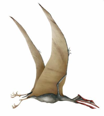 Pterosaur Flight Successful for 135 million years Likely due to well