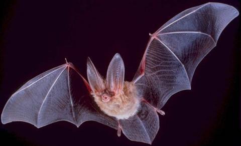 Bat - Adaptations Echolocation Navigate in the dark