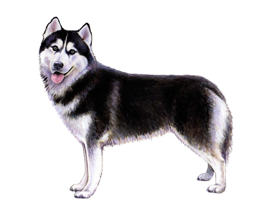 Breed Characteristics Siberian Husky Height: 21-23 in Siberian Husky Weight (Show): 35-60 lb Weight (Pet): 34-67 lb Ears: Muzzle: Tail: The