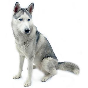 The Siberian Husky found its way to America in 1909 and since that time the popularity of the breed has grown significantly.