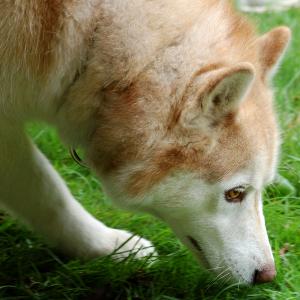 The tribe began breeding Alaskan Malamutes around 1000 BC and the breed is one of the oldest Arctic sled dogs in existence.