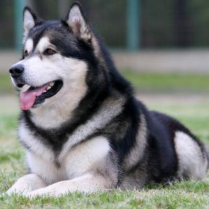 In 1926, an effort to protect the bloodline was initiated and the American Kennel Club recognized the Alaskan Malamute in 1935.