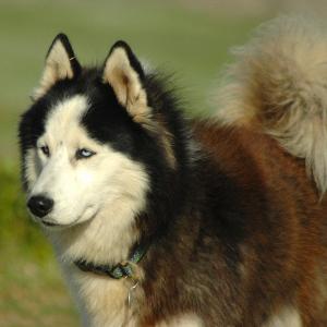 White is the only acceptable solid color. Do you recognize any of these Alaskan Malamute traits in Taco?
