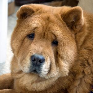 The Chow Chow comes in either rough or smooth coat, with the rough having a more fluffy appearance.
