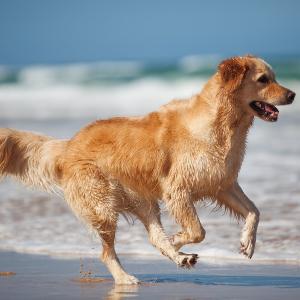 Breed Characteristics Golden Retriever Height: 20-24 in Golden Retriever Weight (Show): 55-70 lb Weight (Pet): 46-80 lb Ears: Muzzle: Tail: Golden Retrievers are very popular dogs that can