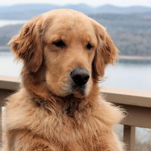 Initial efforts to breed the Golden Retriever were conducted by Sir Dudley Majoribanks, Lord of Tweedmouth, who spent twenty years secretly developing the breed.