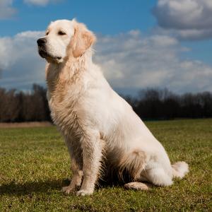 Golden Retrievers were introduced to the United States in the late 1890 s and the name Golden Retriever was given to them in 1920. The American Kennel Club recognized the breed in 1925.