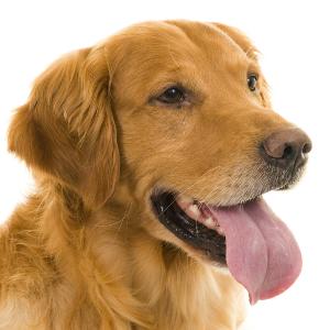 Golden Retrievers, like their name suggests are generally a rich golden color, which ranges from a light gold to a darker reddish gold.