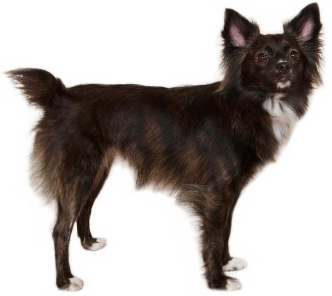 Shetland Sheepdog. This coloring in the nose, eye rims, lips and pads on the feet is due to one copy of the black gene variant, available from all three ancestral breeds.