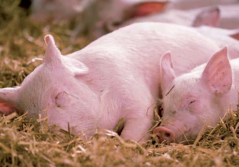 quality of life RSPCA welfare standards aim to give farm animals a better quality of life.