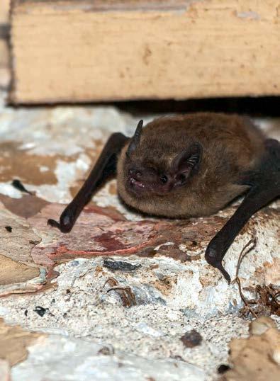 But, when Caroline approached a local expert, she found out that all bats and bat roosts in the UK are protected by law because of their declining numbers.