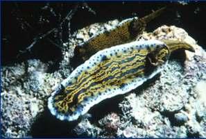Polyplacophora Gastropoda