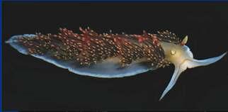 Opisthobranchia Sea slugs (marine)