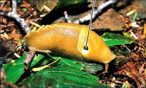 Terrestrial Gastropod - Pulmonata Pneumostome Slugs lack