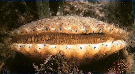 Phylum Mollusca, Class