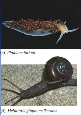 Phylum Mollusca Advanced nervous system Brain Sensory organs Eyes (simple and camera) Sensory papillae Excretory