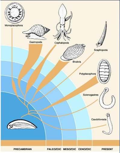 Mollusc Phylogeny ~50-80K extant species ~40K extinct species