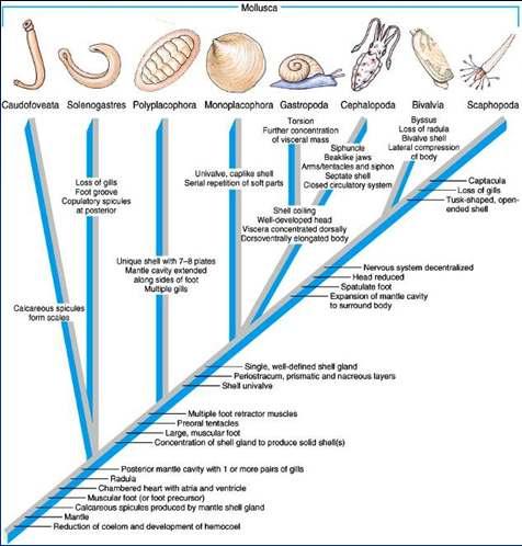 Mollusc Phylogeny Mantle secreting
