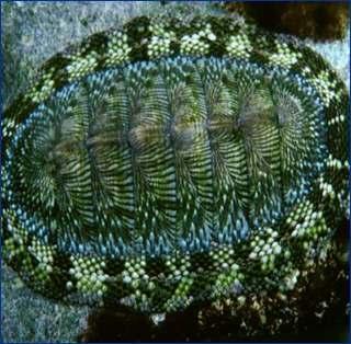 Mollusc Taxonomy Major classes Polyplacophora Chitons Chiton tuberculatus